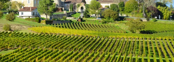 circuits dans les vignobles