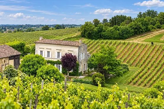 Maison de pierre entourée de rangées de vignes dans un paysage verdoyant.
